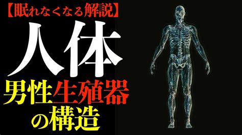 男性 生殖器|男性生殖器には どのような器官があるの？ 